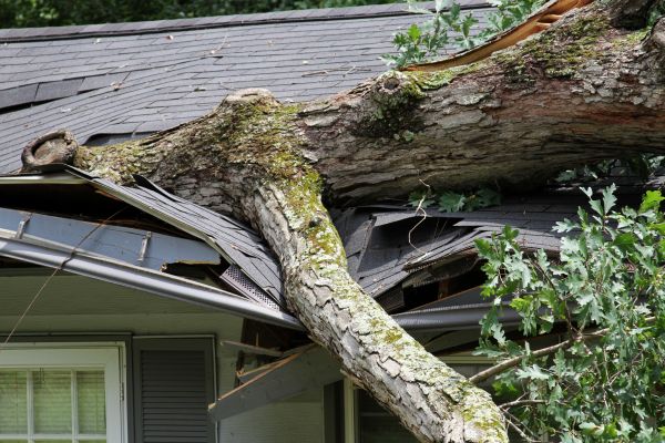 Cost of Storm Remediation in Windsor